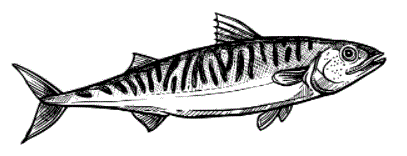 the wahoo buffet seafood catering rochester the wahoo buffet seafood catering rochester